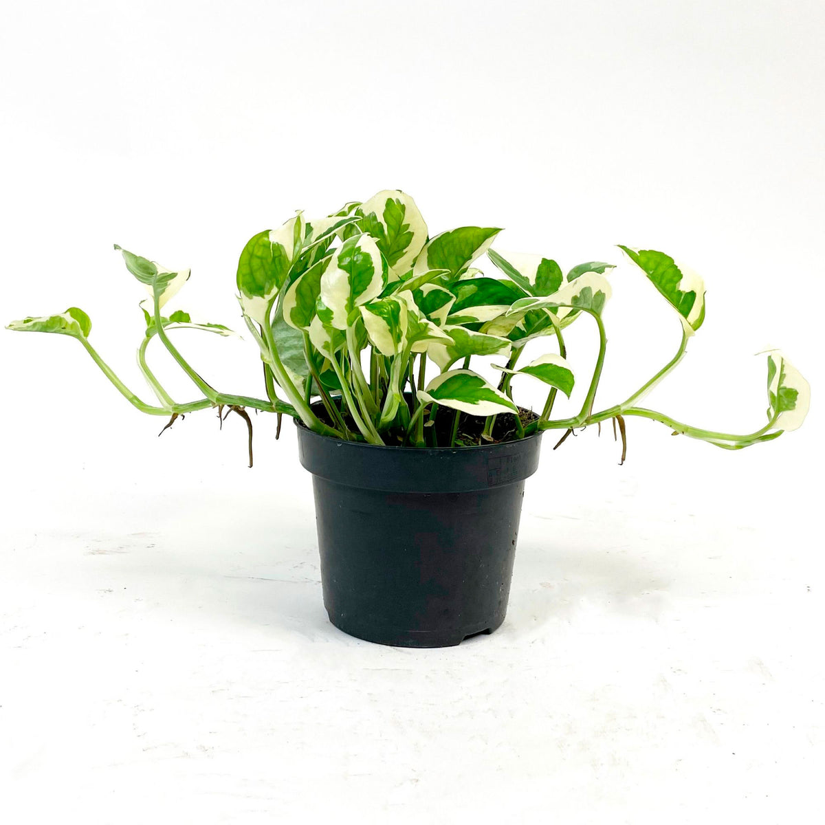Epipremnum pinnatum 'N'joy'  - Hanging plant