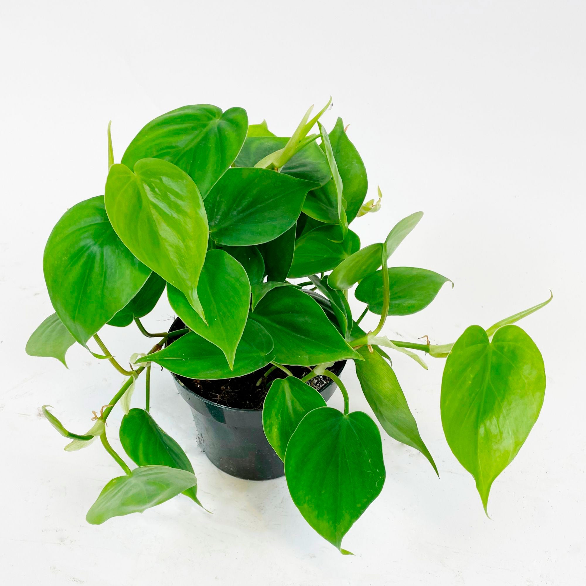 philodendron scandens hanging Buy house plants now Philodendron scandens - Hanging plant