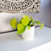 Philodendron 'Lime'  - Hanging plant