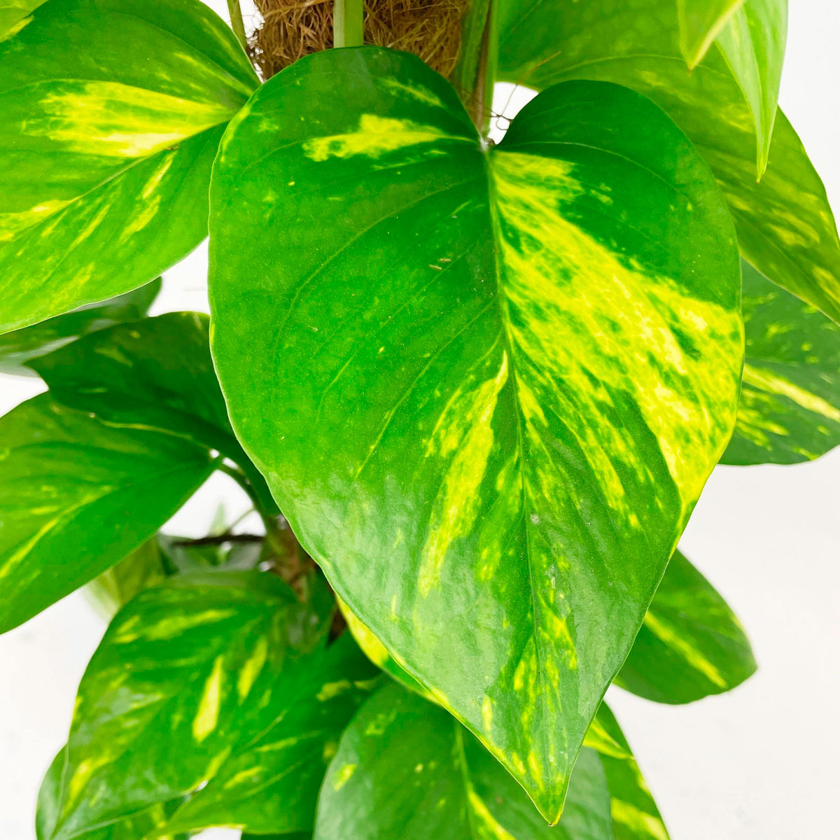 Scindapsus Epipremnum 'Aureum' incl. moss pole