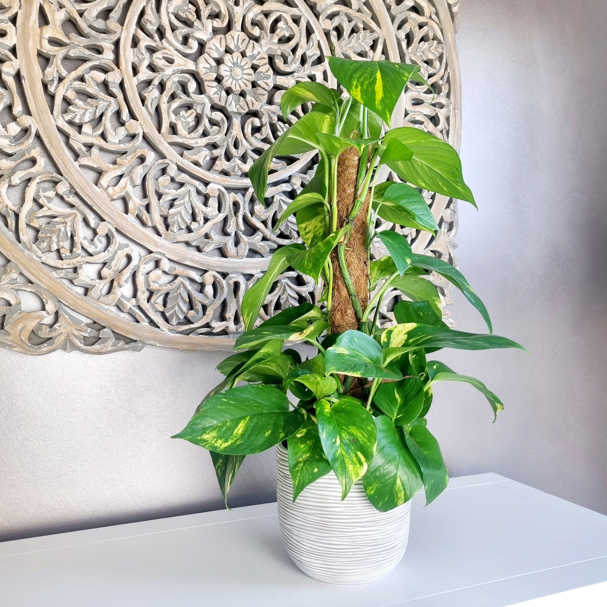 scindapsus on moss pole Buy house plants now Scindapsus Epipremnum 'Aureum' incl. moss pole