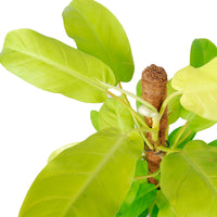 Philodendron  'Malay Gold' - Bio
