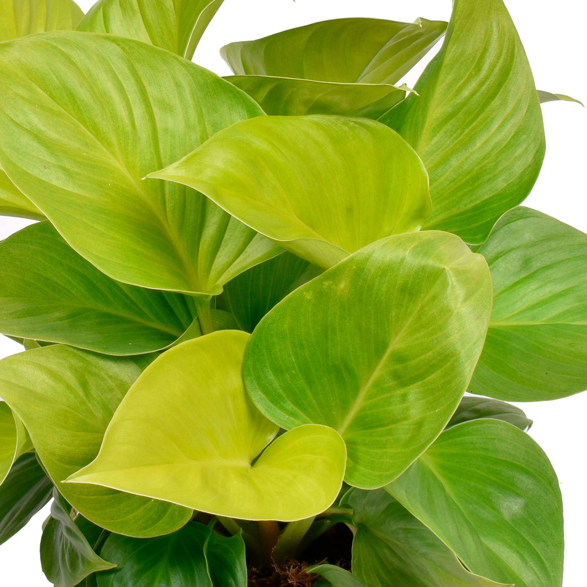 Homalomena 'Lemon Lime' - Bio