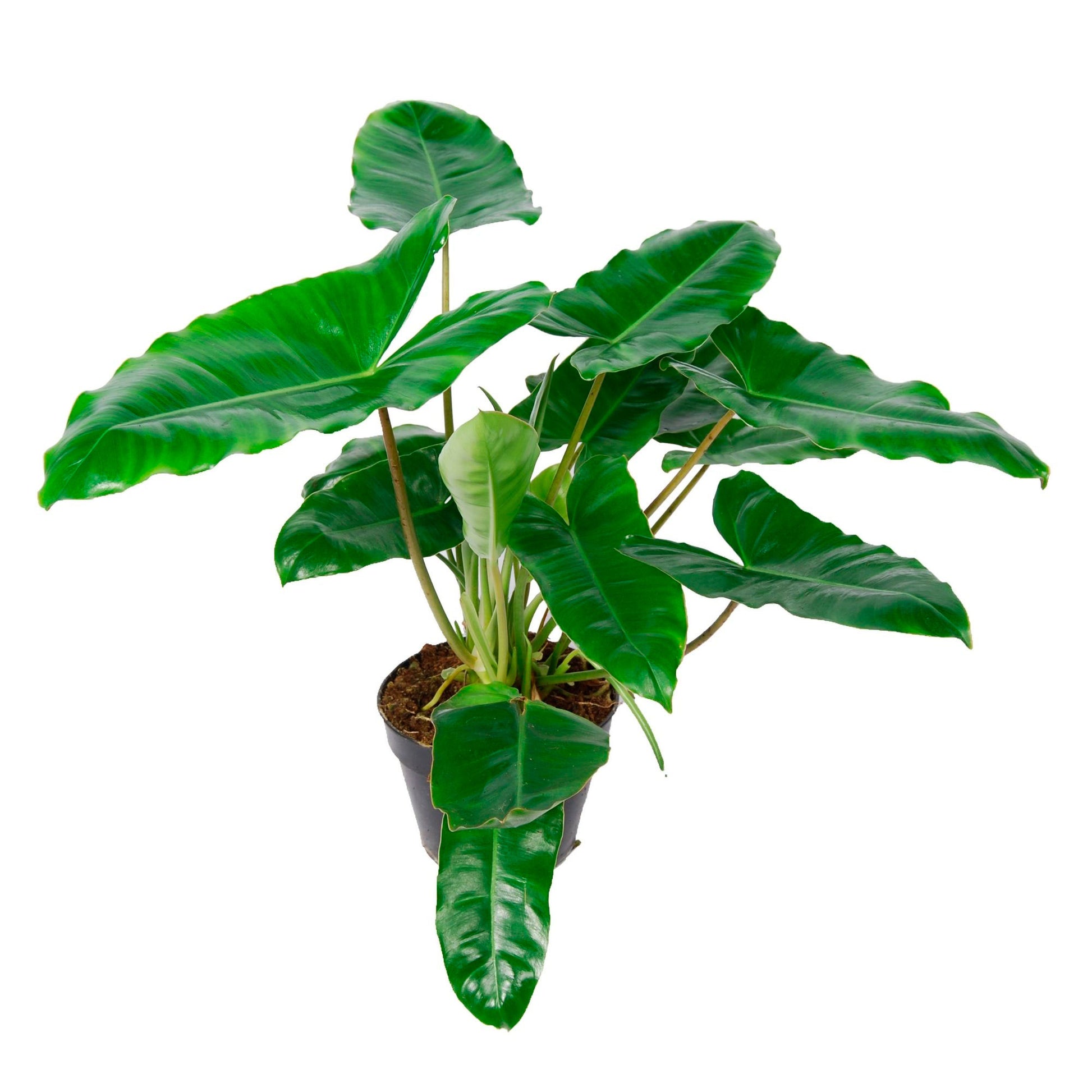philodendron burle marx wikipedia Buy house plants now Philodendron 'Burle Marx' - Bio