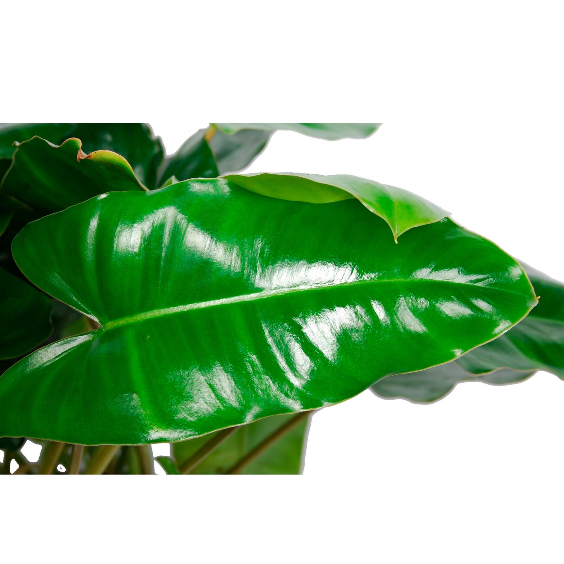 philodendron burle marx wikipedia Buy house plants now Philodendron 'Burle Marx' - Bio