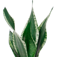 Snake plant Sansevieria 'Grey Stripe' - Bio