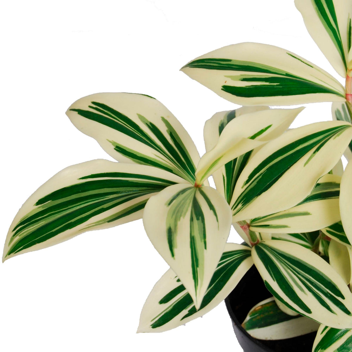 Costus arabicus 'Variegata', green Costus 'Variegata' - Bio
