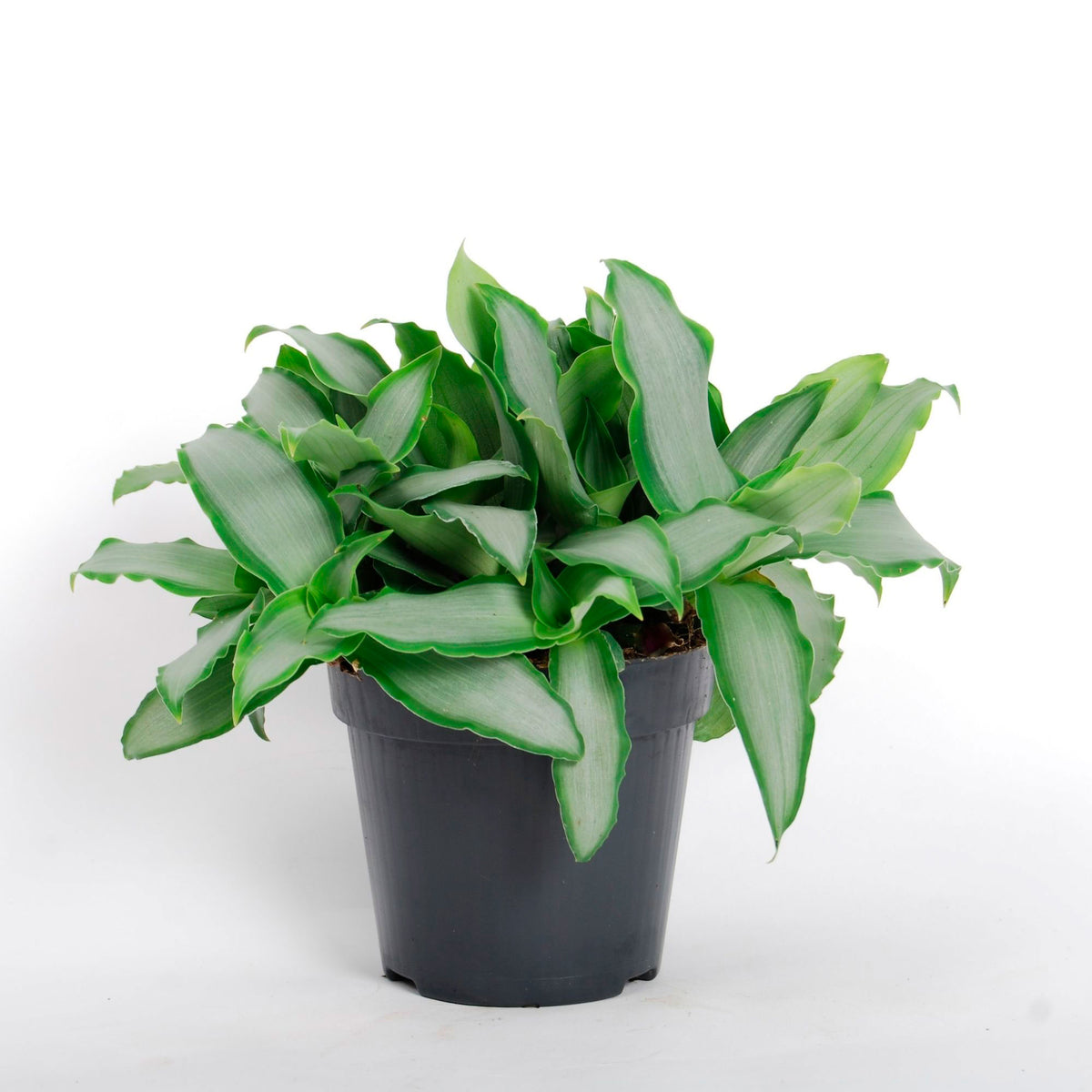 Murdannia 'Bright Star' - Bio