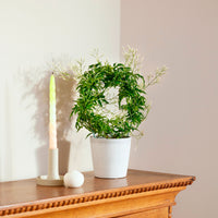 Jasmine Jasminum polyanthum white with decorative white pot