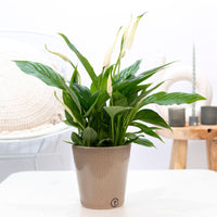 Peace lily Spathiphyllum torelli white with brown decorative pot