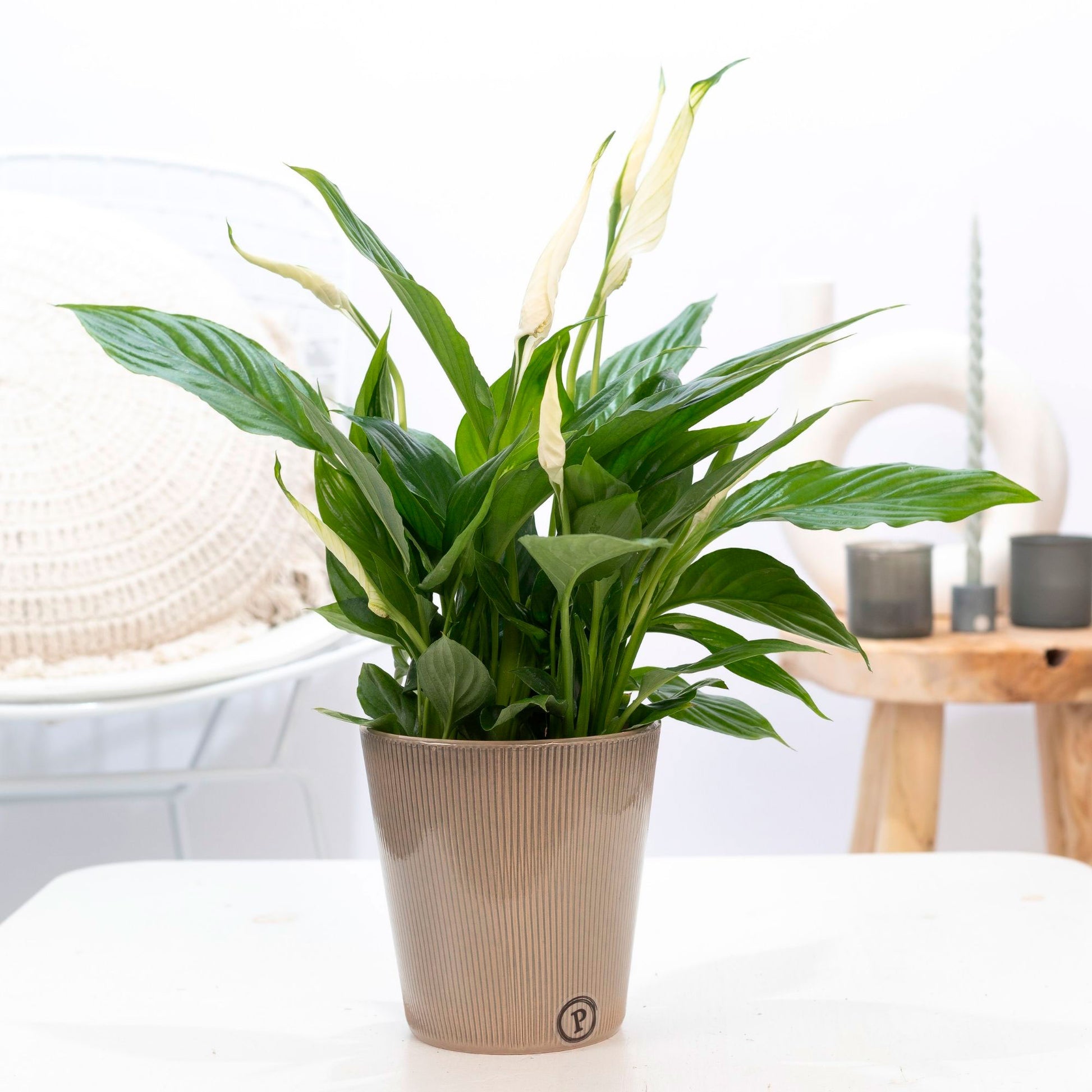 peace lily torelli Peace lily Spathiphyllum torelli white with brown decorative pot