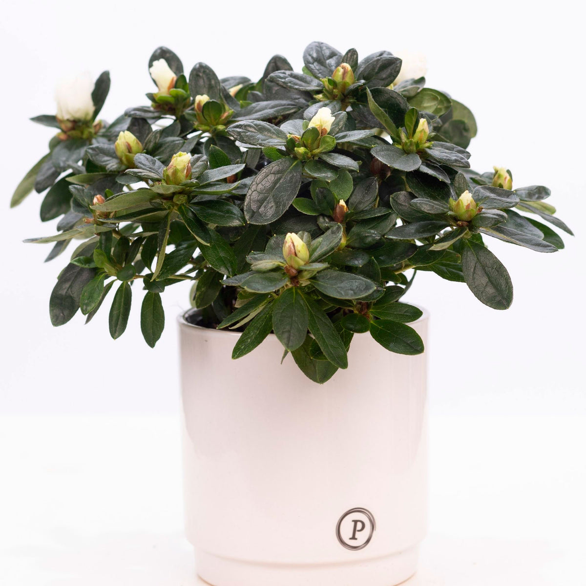 Azalea Rhododendron simsii White incl. decorative pot