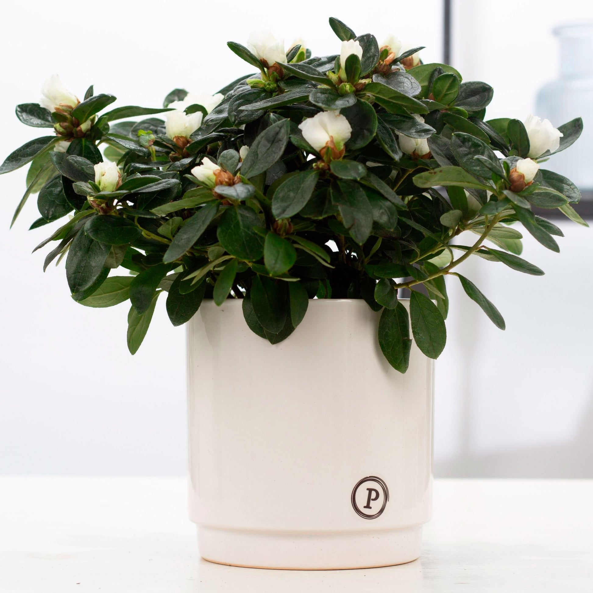 rhododendron house plant Azalea Rhododendron simsii White incl. decorative pot