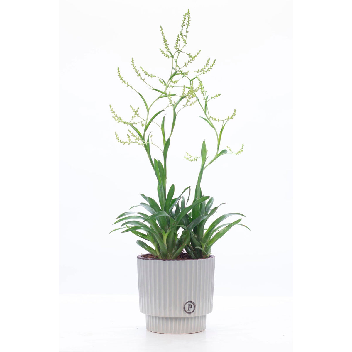 Bromeliad Catopsis morreniana green with grey decorative pot