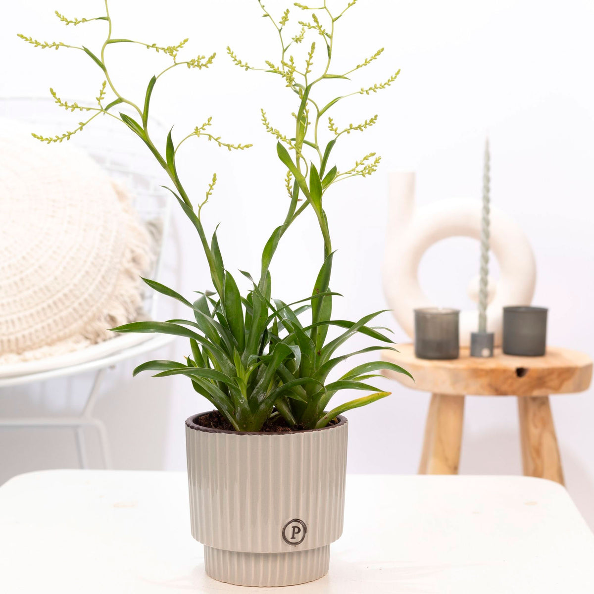 Bromeliad Catopsis morreniana green with grey decorative pot