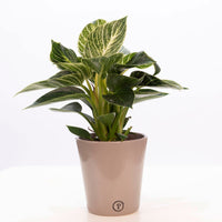 Philodendron white wave multi-coloured with brown decorative pot