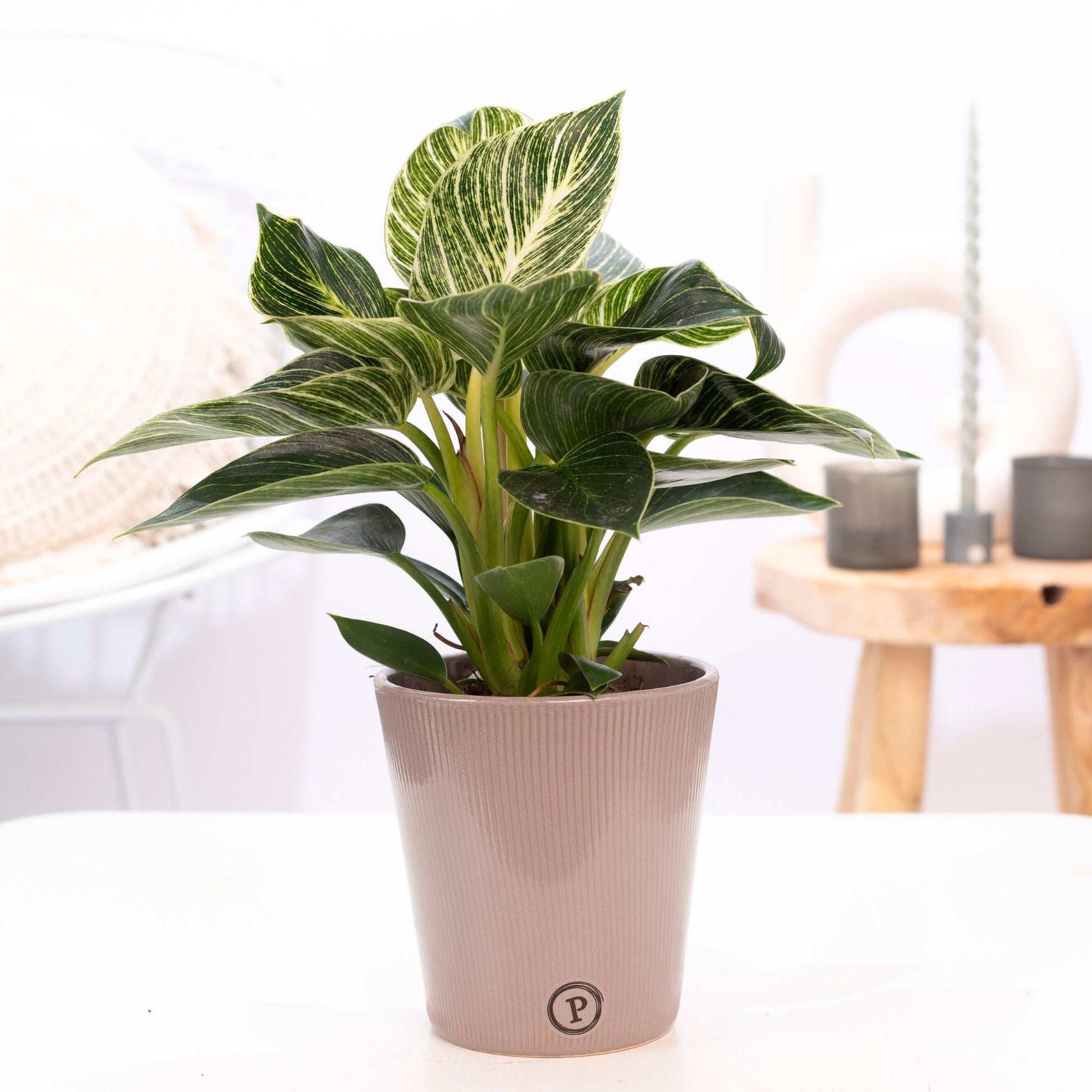 philodendron wave Buy house plants now Philodendron white wave multi-coloured with brown decorative pot