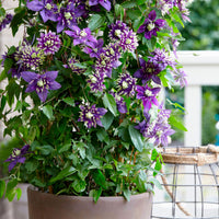 Clematis 'Taiga' blue-white-green - Hardy plant