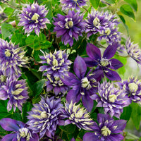 Clematis 'Taiga' blue-white-green - Hardy plant