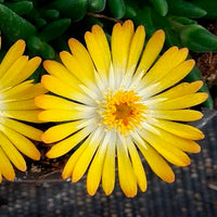 Ice plant Delosperma 'Orange with Eye' orange-white