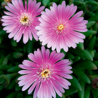 Ice plant Delosperma 'Pink' pink