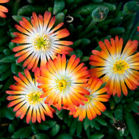 Ice plant Delosperma 'Orange with Eye' orange-white