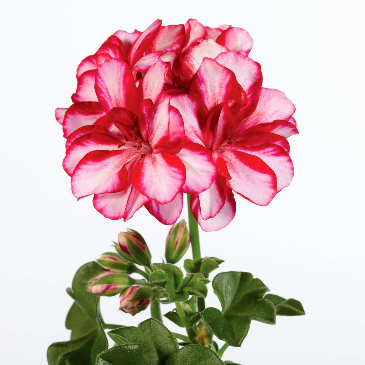 3x Geranium Pelargonium 'Nixe' purple-white