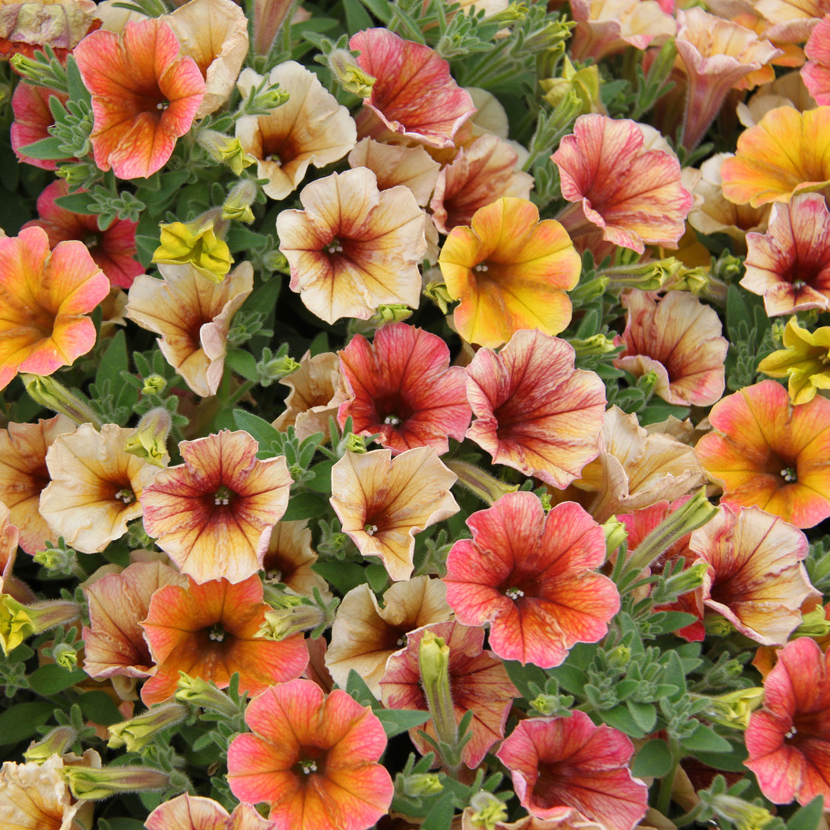 3x Petunia  grandiflroa 'Indian Summer' Yellow-Orange-Red