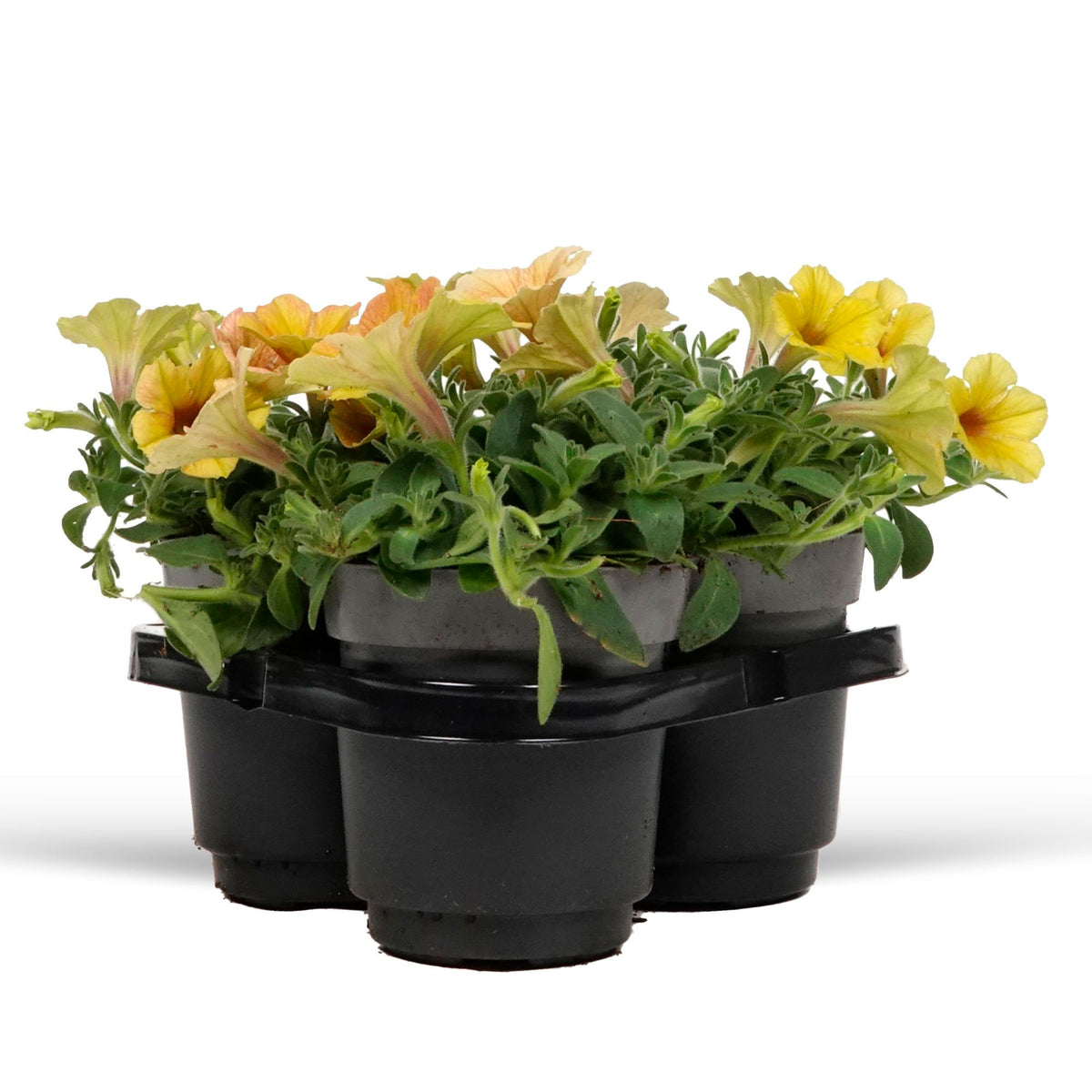 3x Petunia  grandiflroa 'Indian Summer' Yellow-Orange-Red