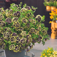 3x Petunia grandiflora  'Midnight Gold' Black-Green-White