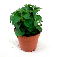 3x Petunia grandiflora  'Midnight Gold' Black-Green-White