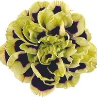 3x Petunia grandiflora  'Midnight Gold' Black-Green-White