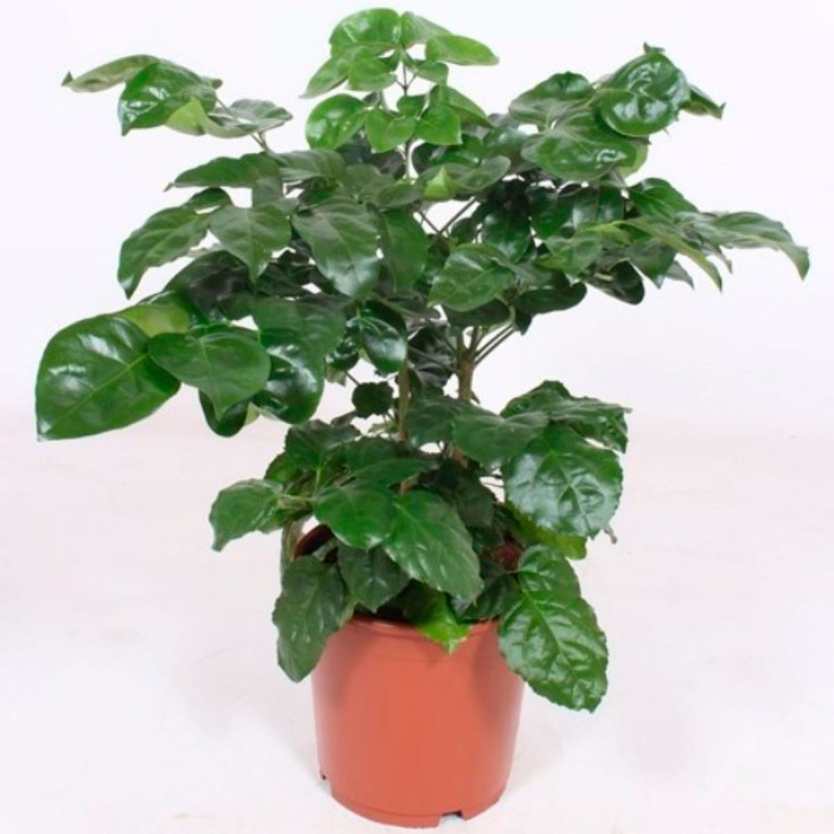 Radermachera hainanensis