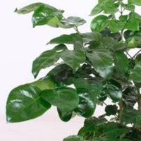 Radermachera hainanensis