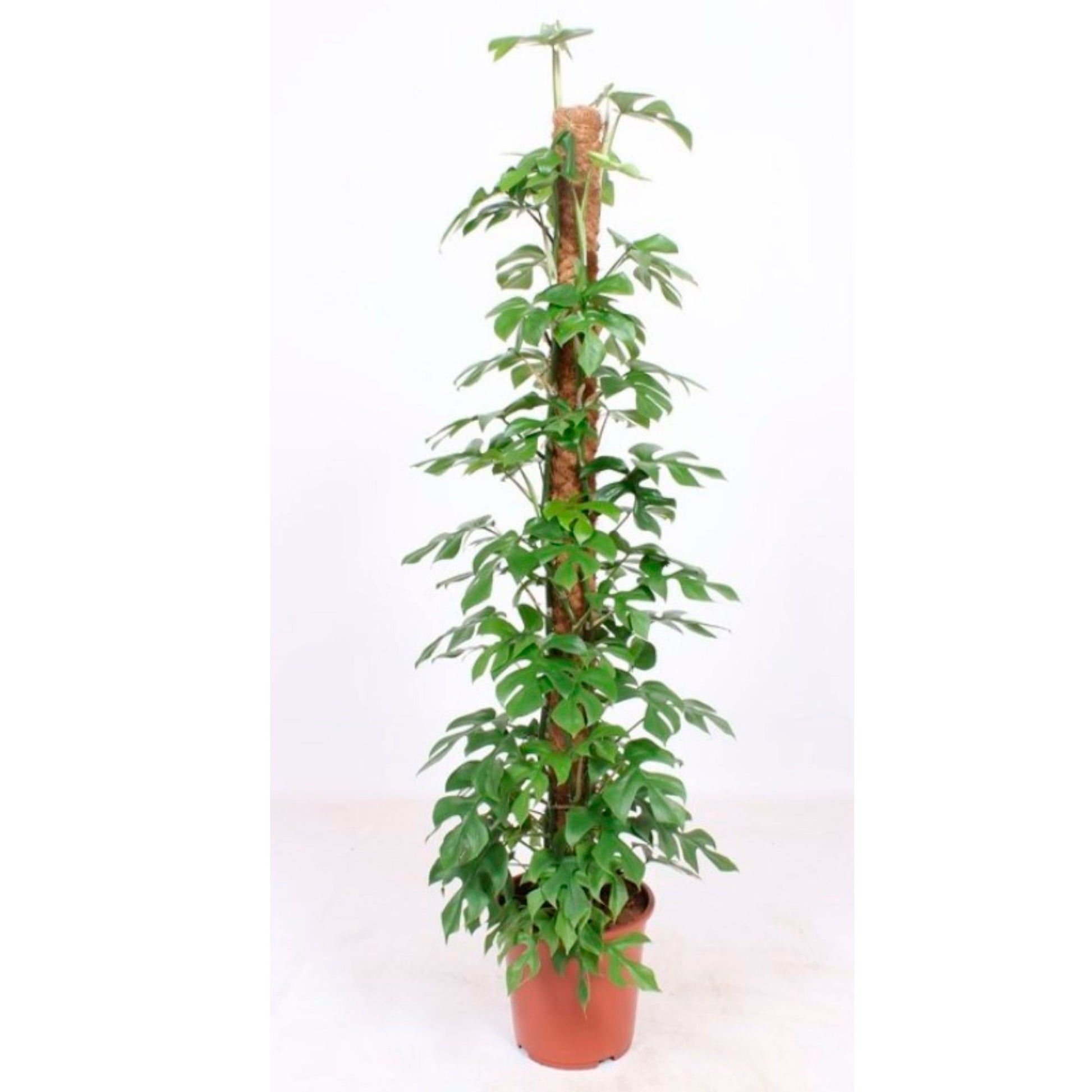 philodendron minima swiss cheese plant Swiss cheese plant Monstera minima with moss pole