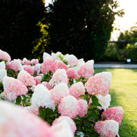 Panicle Hydrangea 'Living Pink & Rose' Pink - Hardy plant