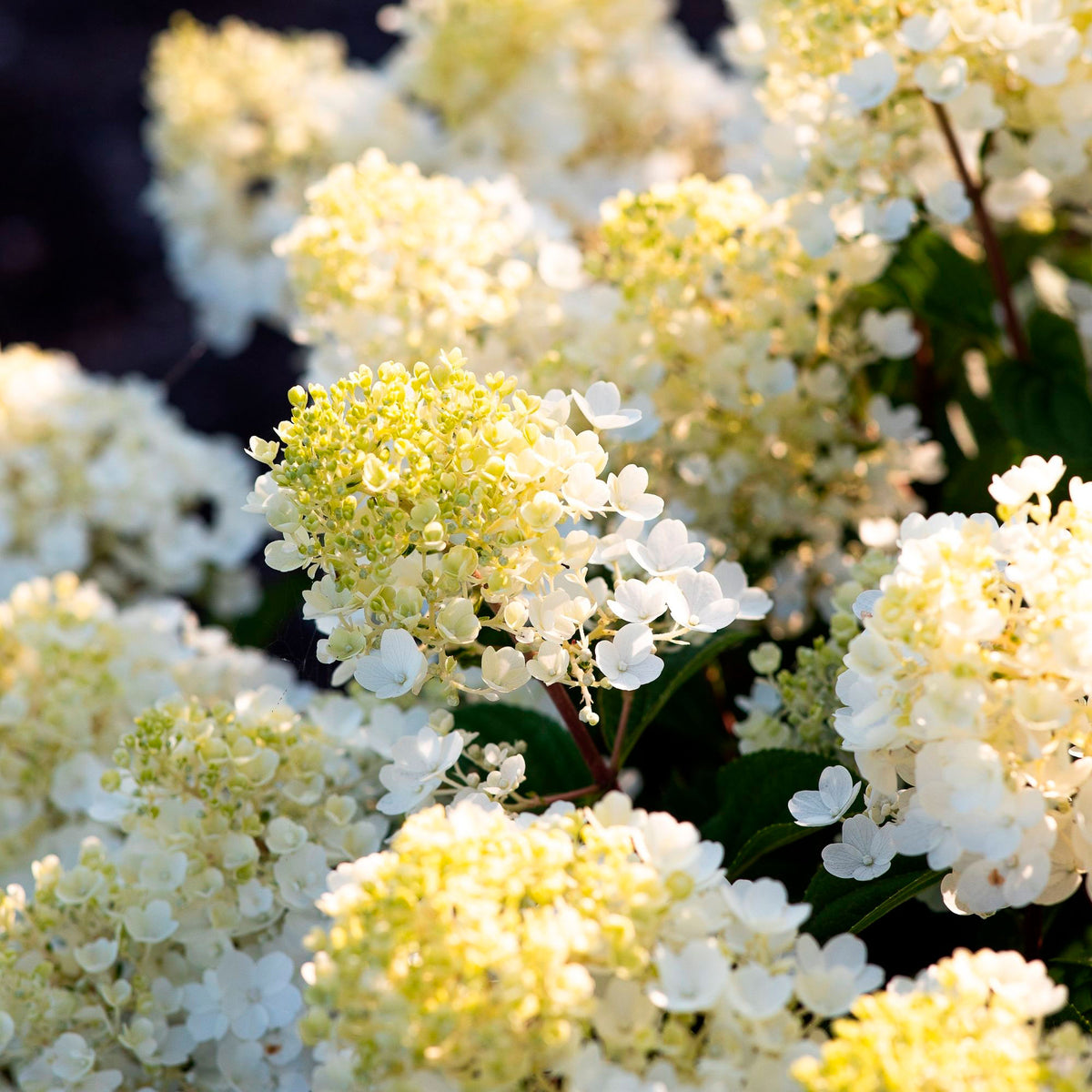 Panicle Hydrangea 'Living Little Blossom' White - Hardy plant