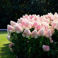 Panicle Hydrangea 'Living Raspberry Pink'® White-Pink - Hardy plant