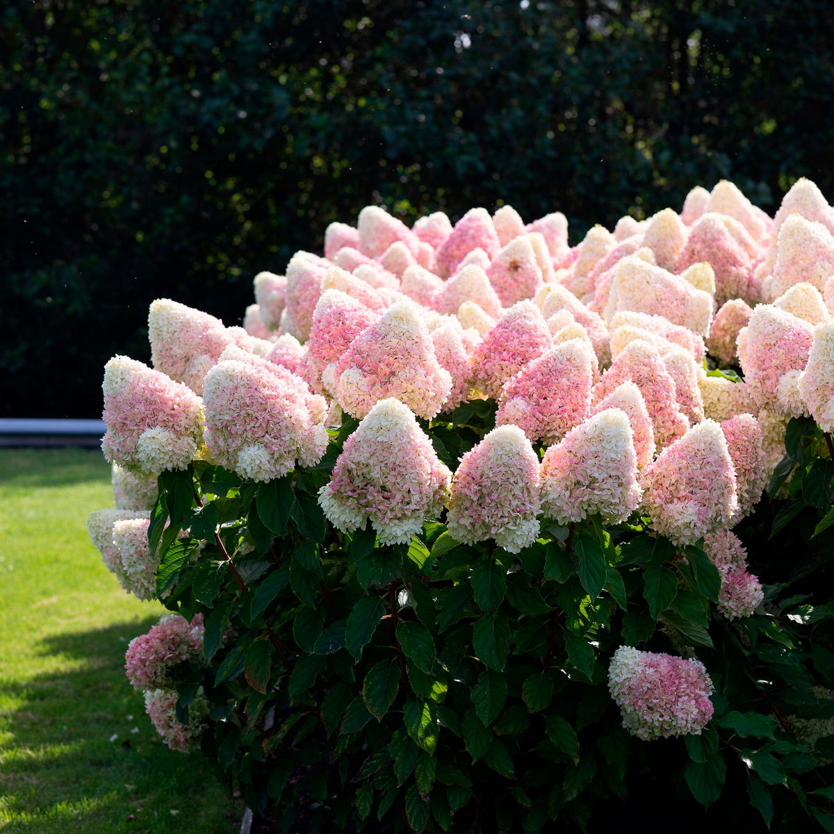 Panicle Hydrangea 'Living Raspberry Pink'® White-Pink - Hardy plant