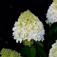 Panicle Hydrangea 'Living Sugar Rush' White - Hardy plant