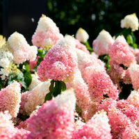 Panicle Hydrangea 'Living Strawberry Blossom' Pink - Hardy plant