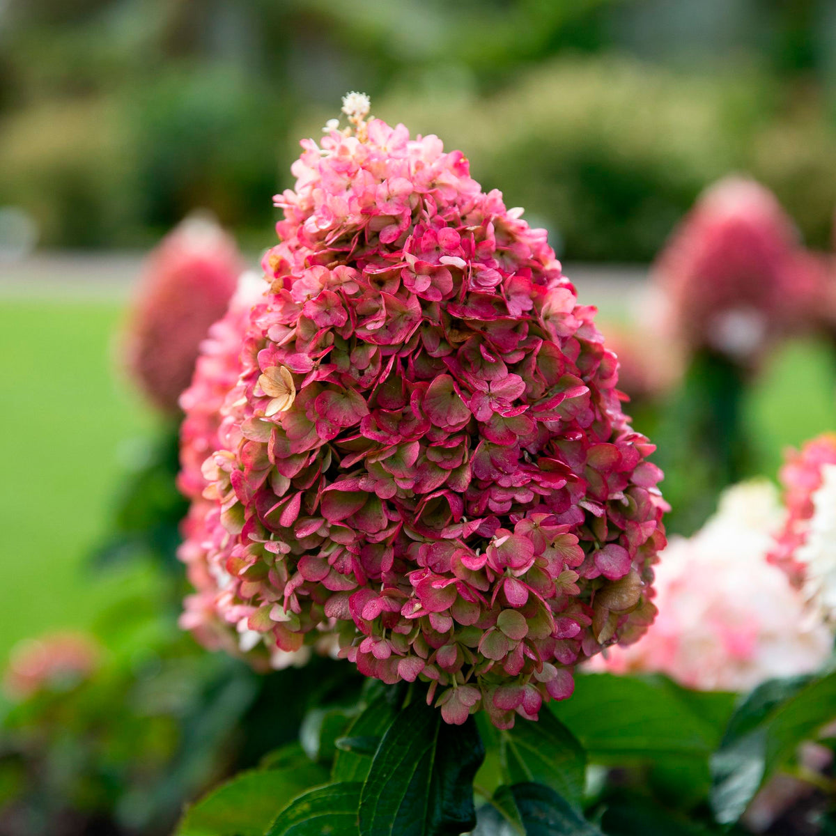 Panicle Hydrangea 'Living Pinky Promise' Pink - Hardy plant