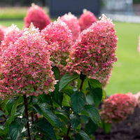 Panicle Hydrangea 'Living Pinky Promise' Pink - Hardy plant