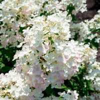 Panicle Hydrangea 'Living Touch Of Pink' White-Pink - Hardy plant