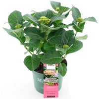 Bigleaf hydrangea Hydrangea 'Jewel Pink' Pink-Green - Hardy plant