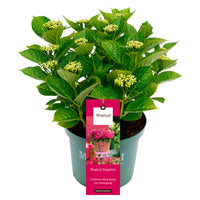Bigleaf hydrangea Hydrangea 'Sapphire' Red - Hardy plant