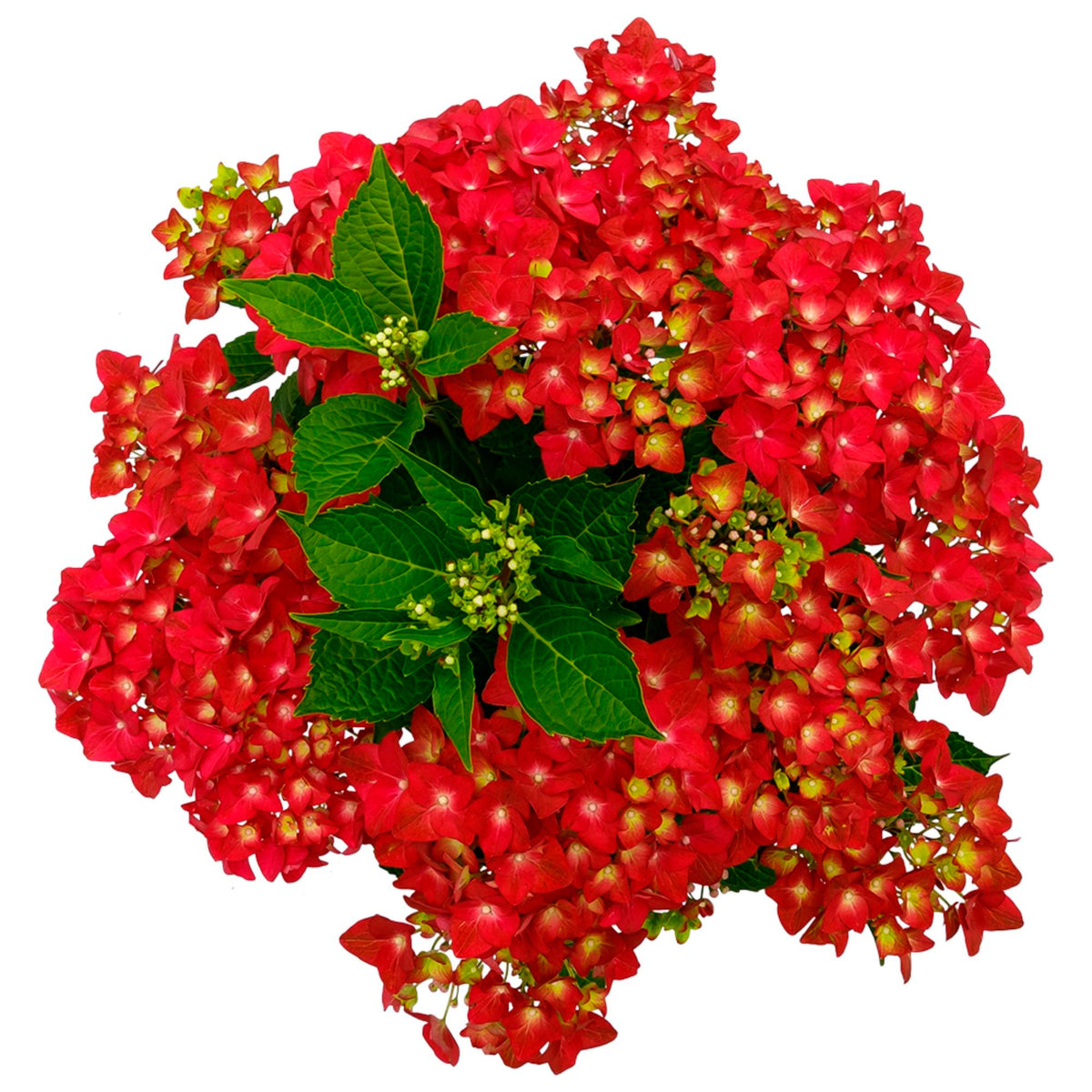 Bigleaf hydrangea Hydrangea 'Sapphire' Red - Hardy plant