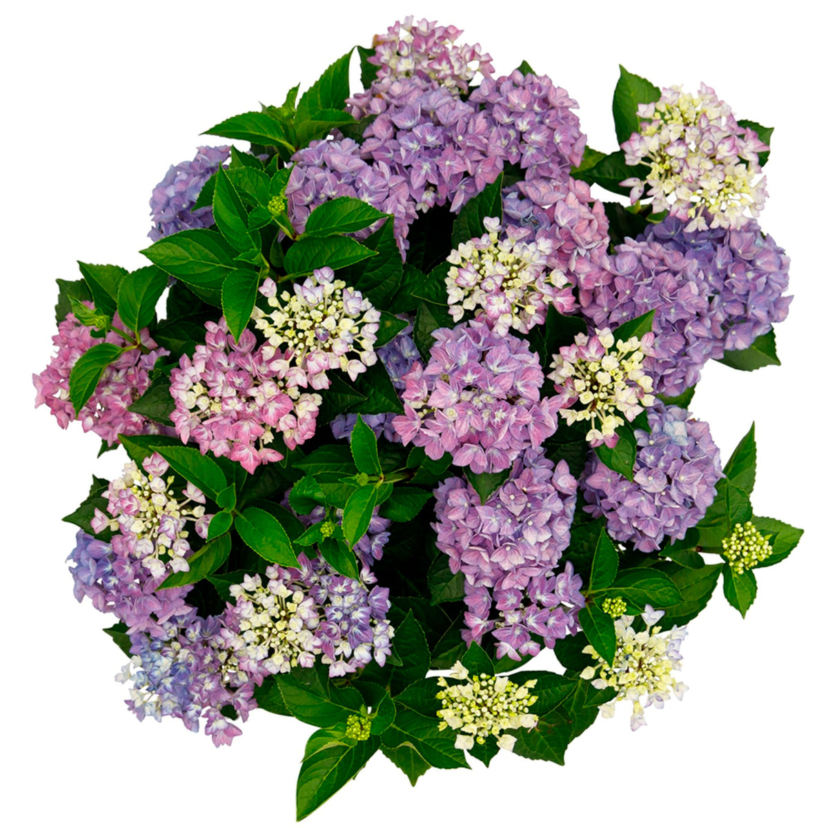 Bigleaf hydrangea Hydrangea 'Hortbux Blue' Blue - Hardy plant
