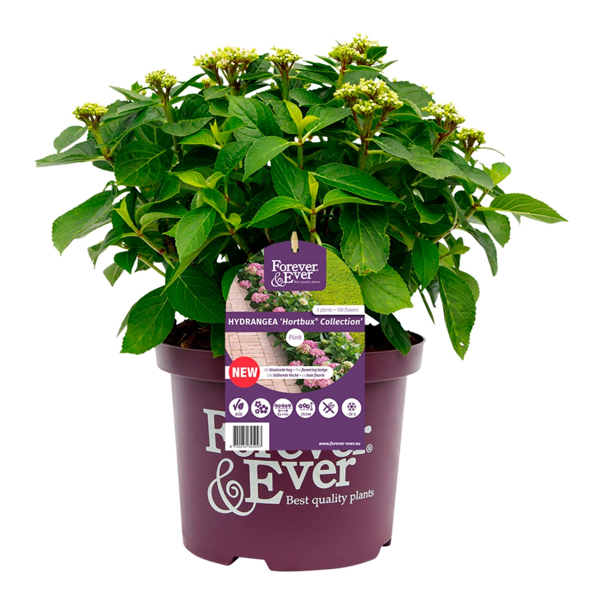 Buy ornamental shrubs now Bigleaf hydrangea Hydrangea 'Hortbux