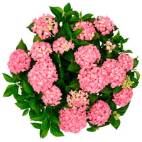Bigleaf hydrangea Hydrangea 'Hortbux Pink' Pink - Hardy plant